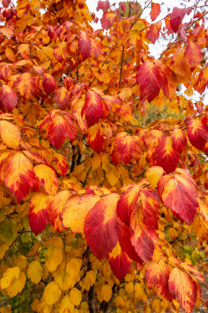 Parrotia persica Persian Spire